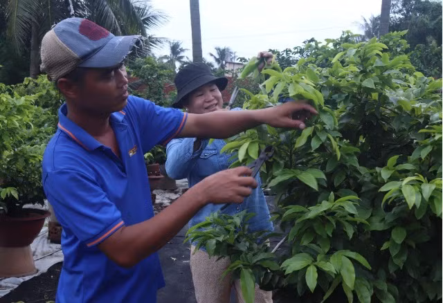 Nông dân đang chăm vườn Mai của mình.