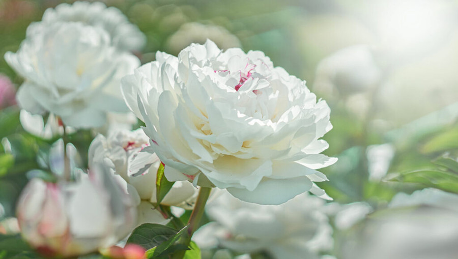 Ngay cả bó hoa nhỏ nhất cũng có đầy đủ tư cách để thay bạn thể hiện tình cảm. (Ảnh: ITN). Ngay cả bó hoa nhỏ nhất cũng có đầy đủ tư cách để thay bạn thể hiện tình cảm. (Ảnh: ITN).