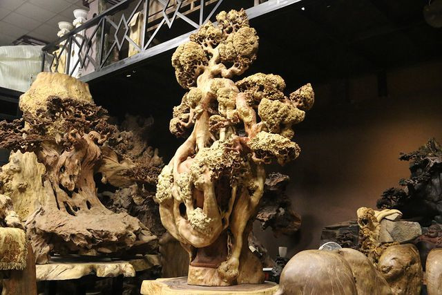 "Mai cổ" từ gỗ nu quý của dân chơi Hà thành giá bạc tỷ cực hiếm hình ảnh 1 "mai co" tu go nu quy cua dan choi ha thanh gia bac ty cuc hiem hinh anh 1