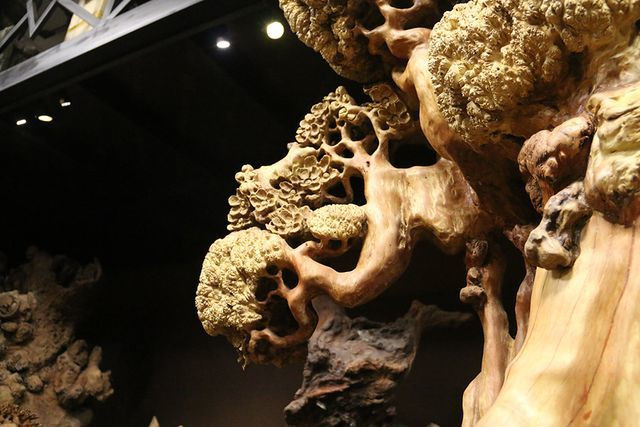 "Mai cổ" từ gỗ nu quý của dân chơi Hà thành giá bạc tỷ cực hiếm hình ảnh 7 "mai co" tu go nu quy cua dan choi ha thanh gia bac ty cuc hiem hinh anh 7