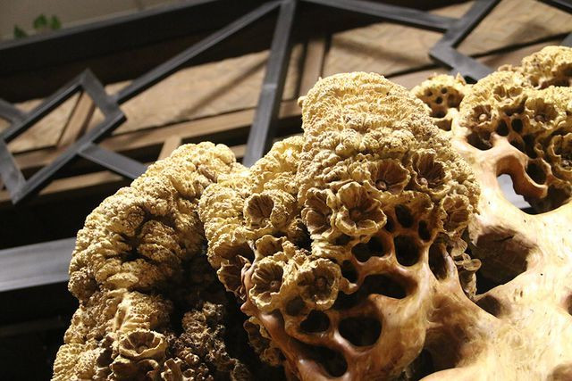 "Mai cổ" từ gỗ nu quý của dân chơi Hà thành giá bạc tỷ cực hiếm hình ảnh 5 "mai co" tu go nu quy cua dan choi ha thanh gia bac ty cuc hiem hinh anh 5