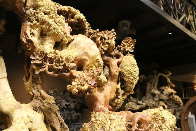 "Mai cổ" từ gỗ nu quý của dân chơi Hà thành giá bạc tỷ cực hiếm hình ảnh 2 "mai co" tu go nu quy cua dan choi ha thanh gia bac ty cuc hiem hinh anh 2