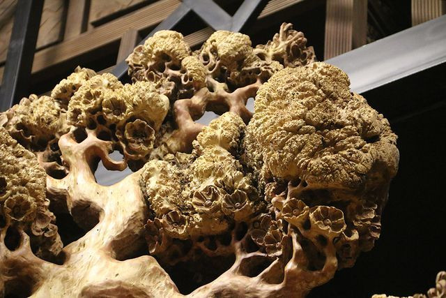 "Mai cổ" từ gỗ nu quý của dân chơi Hà thành giá bạc tỷ cực hiếm hình ảnh 10 "mai co" tu go nu quy cua dan choi ha thanh gia bac ty cuc hiem hinh anh 10