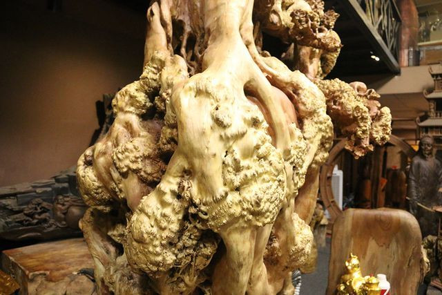 "Mai cổ" từ gỗ nu quý của dân chơi Hà thành giá bạc tỷ cực hiếm hình ảnh 3 "mai co" tu go nu quy cua dan choi ha thanh gia bac ty cuc hiem hinh anh 3