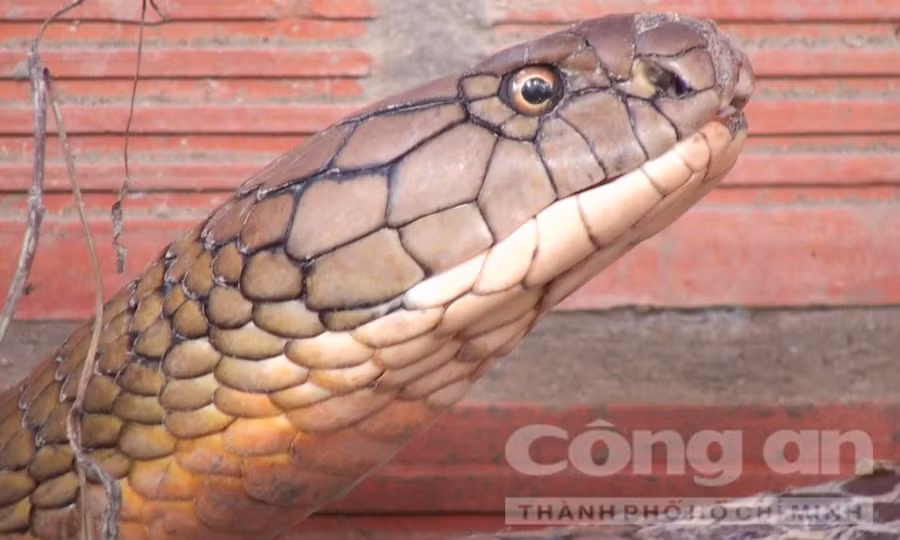 chuyen ly ky ve loai ran khong lo o nui cam tinh an giang hinh anh 5