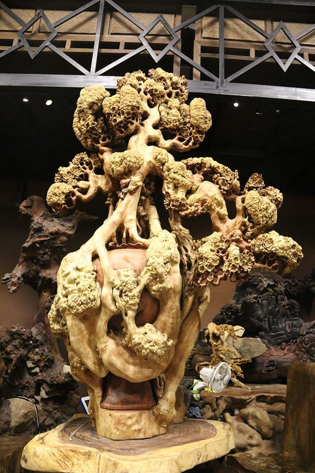 "Mai cổ" từ gỗ nu quý của dân chơi Hà thành giá bạc tỷ cực hiếm hình ảnh 8 "mai co" tu go nu quy cua dan choi ha thanh gia bac ty cuc hiem hinh anh 8