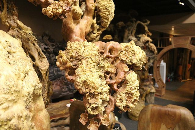 "Mai cổ" từ gỗ nu quý của dân chơi Hà thành giá bạc tỷ cực hiếm hình ảnh 6 "mai co" tu go nu quy cua dan choi ha thanh gia bac ty cuc hiem hinh anh 6