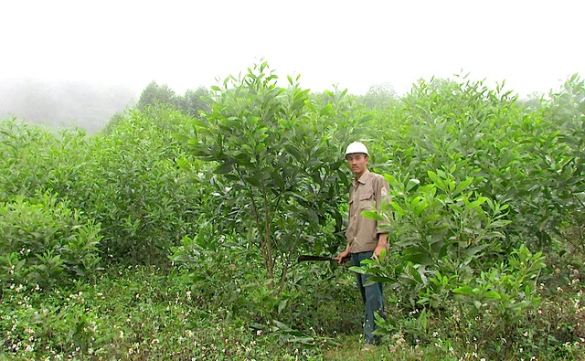 Bí thư Đoàn năng nổ, làm kinh tế giỏi trên vùng đất khó