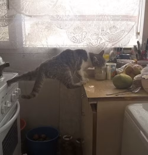 Vì ăn mà nỗ lực.