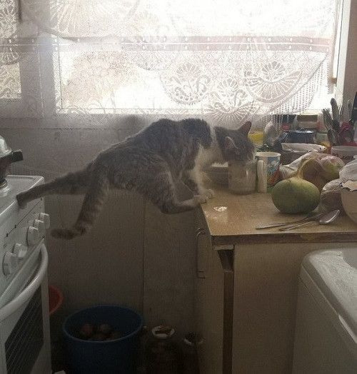 Vì ăn mà nỗ lực.