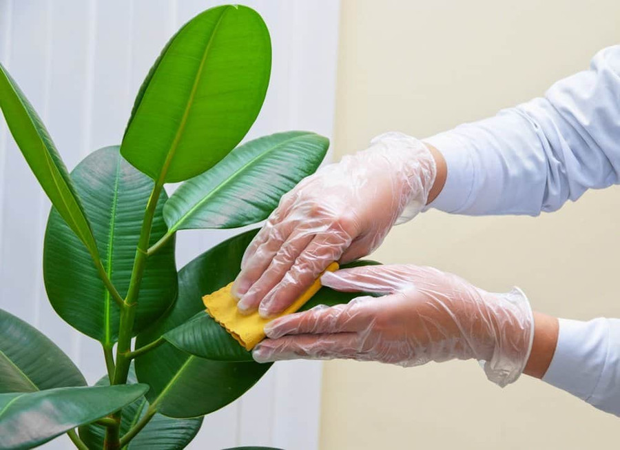 5 sai lầm tuyệt đối tránh để cây trồng trong nhà không chết ảnh 1