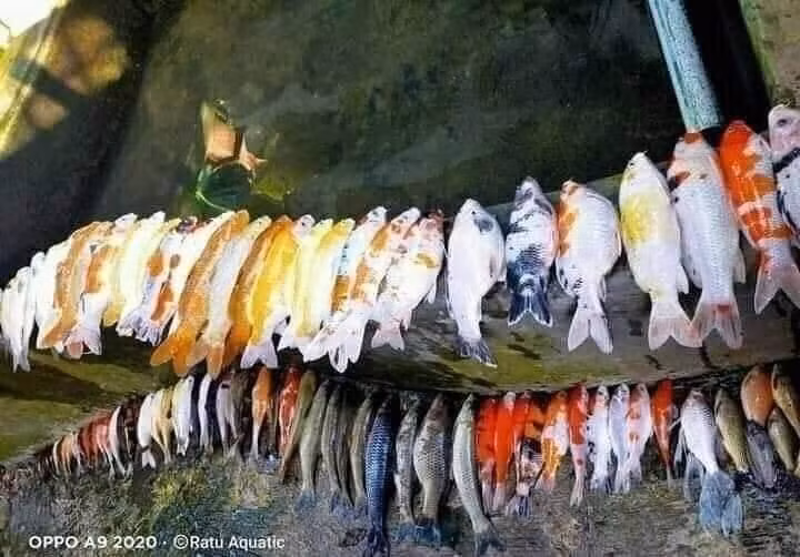 Xếp ngay ngắn thế còn gì nữa!