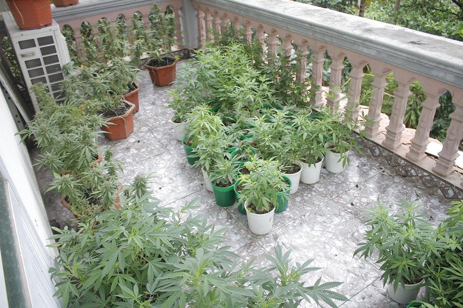 Đối tượng trồng gần 1000 cây nghi là cần sa Đối tượng trồng gần 1000 cây nghi là cần sa