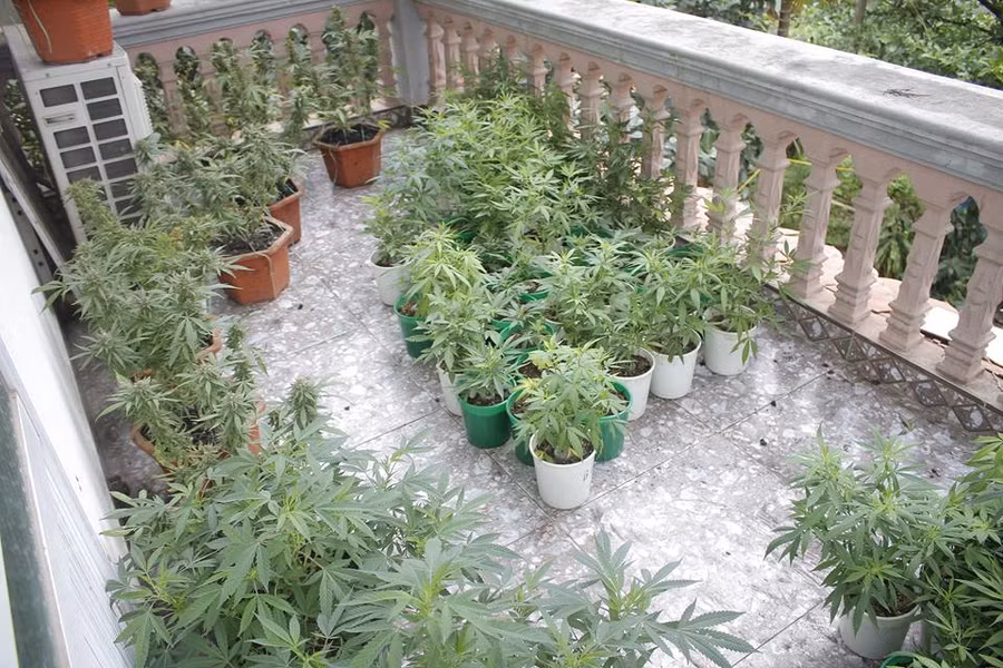 Đối tượng trồng gần 1000 cây nghi là cần sa