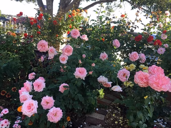 Vườn hoa của chị Nguyễn Bình khoe sắc trong thời tiết nắng nóng. Ảnh:Nguyễn Bình.