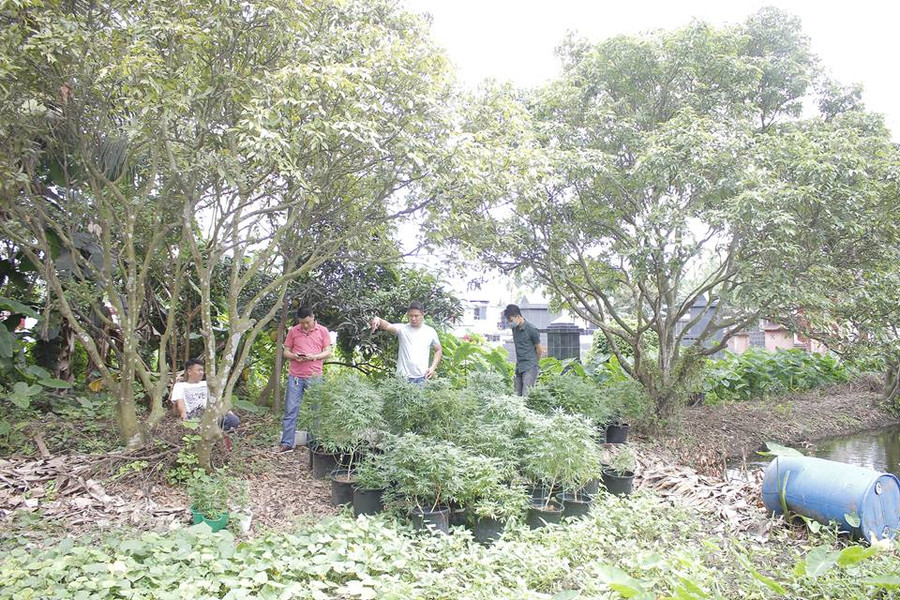 các cây trồng nghi cần sa ở vườn nhà Đỗ Xuân Hiếu các cây trồng nghi cần sa ở vườn nhà Đỗ Xuân Hiếu