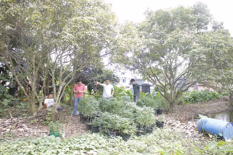 các cây trồng nghi cần sa ở vườn nhà Đỗ Xuân Hiếu