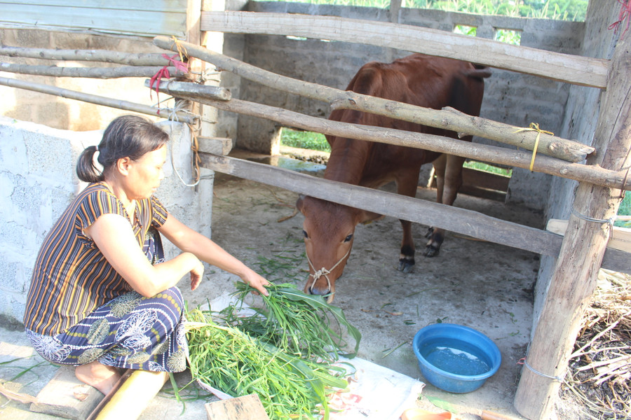 Dự án nuôi bò Lai shind sinh sản của Tổ sản xuất cộng đồng xã La Hiên, huyện Võ Nhai gồm có 12 thành viên thuộc 3 xóm. Dự án nuôi bò Lai shind sinh sản của Tổ sản xuất cộng đồng xã La Hiên, huyện Võ Nhai gồm có 12 thành viên thuộc 3 xóm.