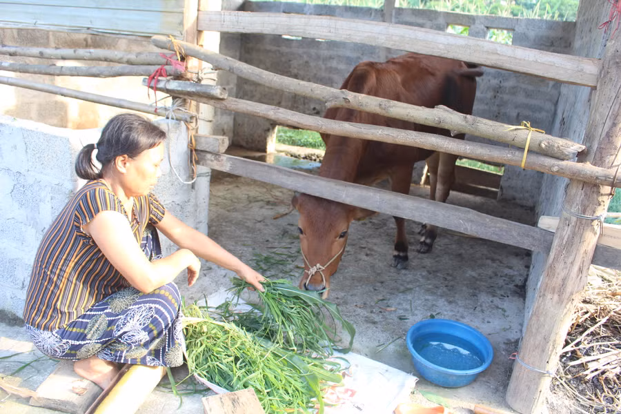 Dự án nuôi bò Lai shind sinh sản của Tổ sản xuất cộng đồng xã La Hiên, huyện Võ Nhai gồm có 12 thành viên thuộc 3 xóm.