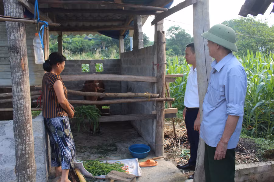 Hỗ trợ nuôi bò sinh sản - Mô hình giảm nghèo hiệu quả.