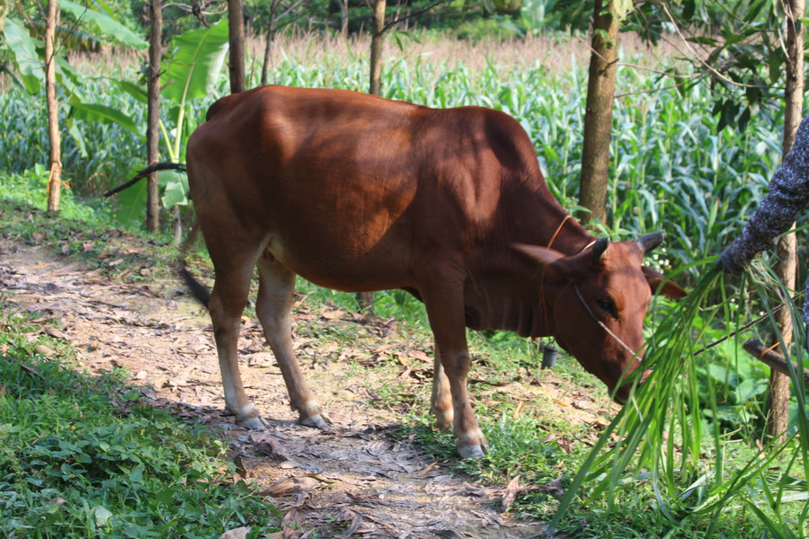 Con bò nhà chị Hoàng Thị Thắm, người dân tộc Nùng, trú tại xóm Làng Giai, xã La Hiên, huyện Võ Nhai đang sinh trưởng và phát triển tốt. Con bò nhà chị Hoàng Thị Thắm, người dân tộc Nùng, trú tại xóm Làng Giai, xã La Hiên, huyện Võ Nhai đang sinh trưởng và phát triển tốt.