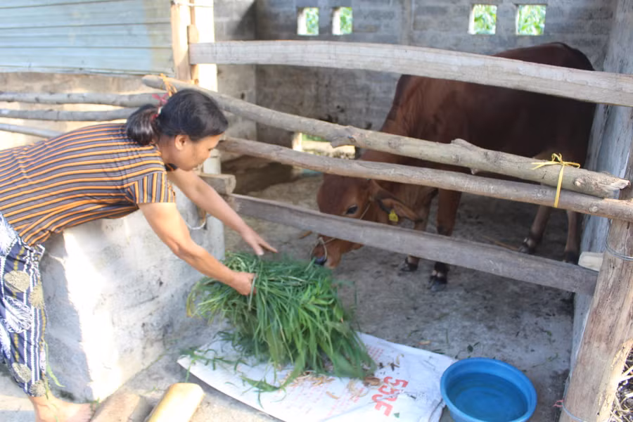 Hiệu quả từ hỗ trợ giống trâu bò để giảm nghèo.