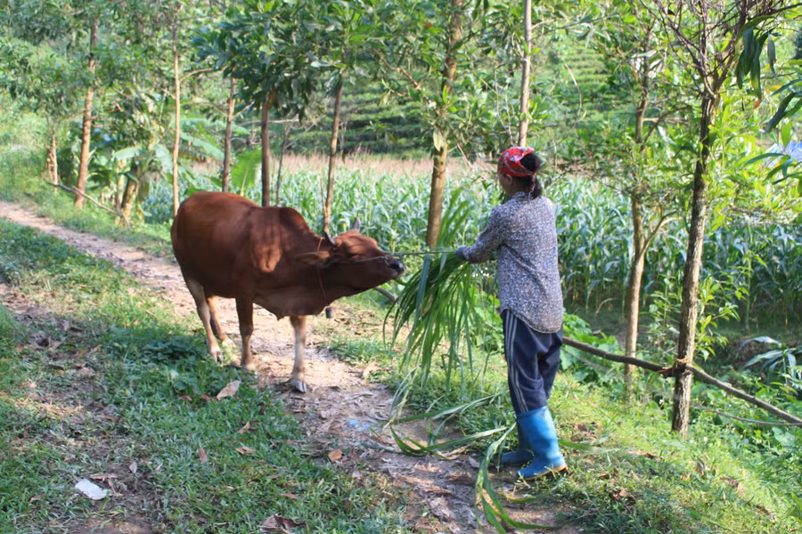 Trao sinh kế để người dân thoát nghèo bền vững.