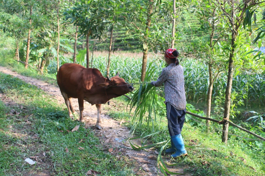 Trao sinh kế để người dân thoát nghèo bền vững.