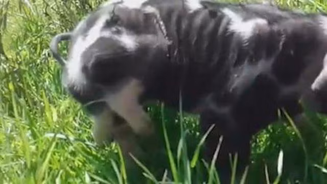 Chú lợn vừa sinh ra đã có sáu chân ở nông trại Uruguay.