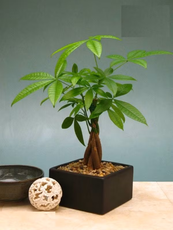 Cây kim ngân hợp tuổi nào để tiền vào như thác, sự nghiệp hanh thông?-2