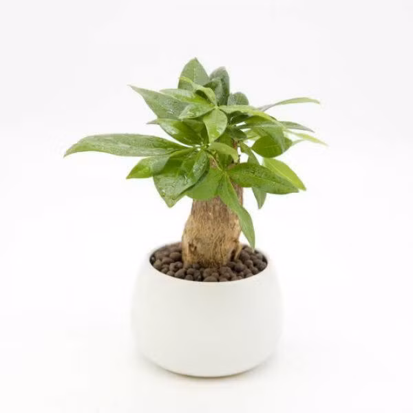 Cây kim ngân hợp tuổi nào để tiền vào như thác, sự nghiệp hanh thông?-3