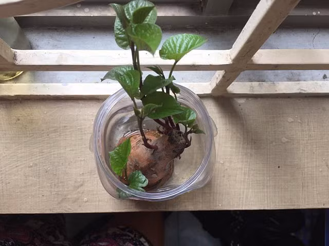 Trào lưu trồng cây cảnh để bàn hot nhất hè 2018: Nhất định phải là cây khoai lang đấy nhé! - Hình 10