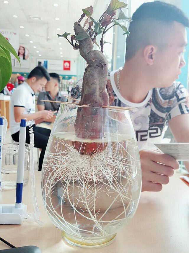 Trào lưu trồng cây cảnh để bàn hot nhất hè 2018: Nhất định phải là cây khoai lang đấy nhé! - Hình 7