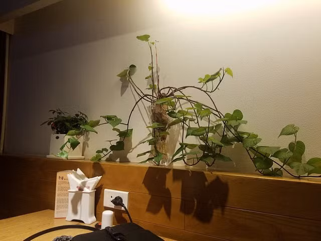 Trào lưu trồng cây cảnh để bàn hot nhất hè 2018: Nhất định phải là cây khoai lang đấy nhé! - Hình 12