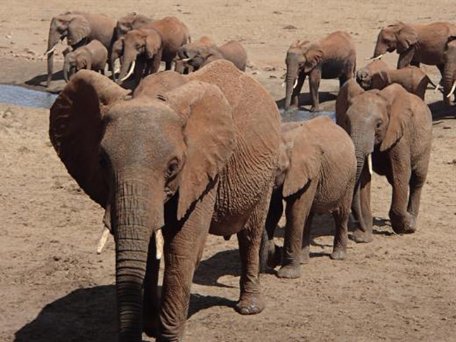 ‘Người hùng’ Kenya chở nước cứu thú rừng ‘Nguoi hung’ Kenya cho nuoc cuu thu rung