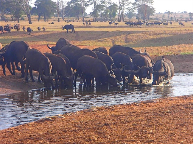 ‘Người hùng’ Kenya chở nước cứu thú rừng ‘Nguoi hung’ Kenya cho nuoc cuu thu rung
