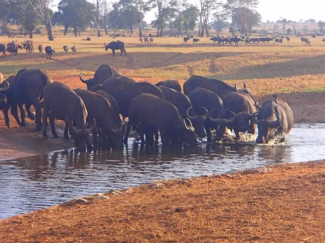‘Nguoi hung’ Kenya cho nuoc cuu thu rung