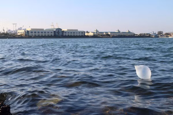 Trào lưu câu cá bằng bao cao su ảnh 1