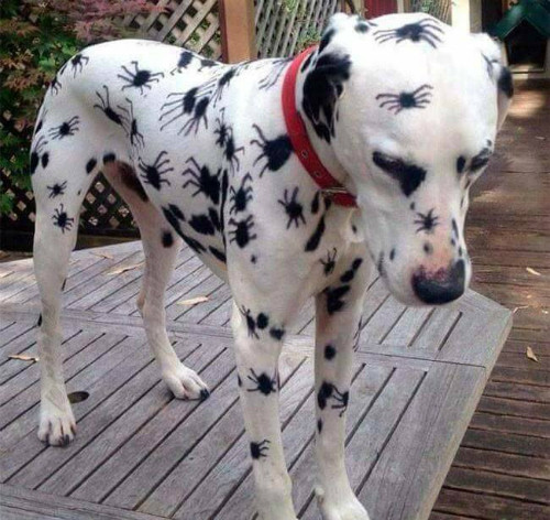 Khi chó đốm tham gia Halloween. Khi chó đốm tham gia Halloween.