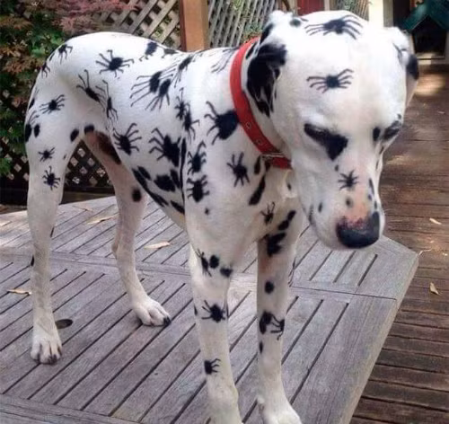 Khi chó đốm tham gia Halloween.