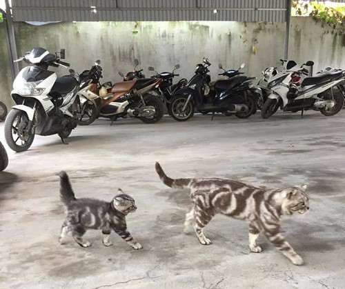 Bố ơi, mình đi đâu thế? Bố ơi, mình đi đâu thế?