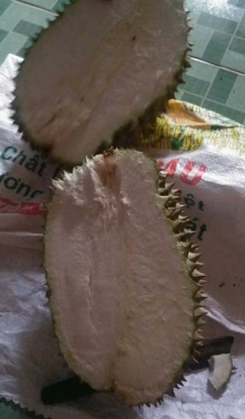 Sầu riêng không hạt.