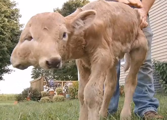 Dù hai mắt ở giữa không hoạt động và hai cái miệng cùng hoạt động một lúc khi ăn, nhưng Lucky hiện vẫn đang sống rất tốt dưới sự chăm sóc của vợ chồng anhStan McCubbin.