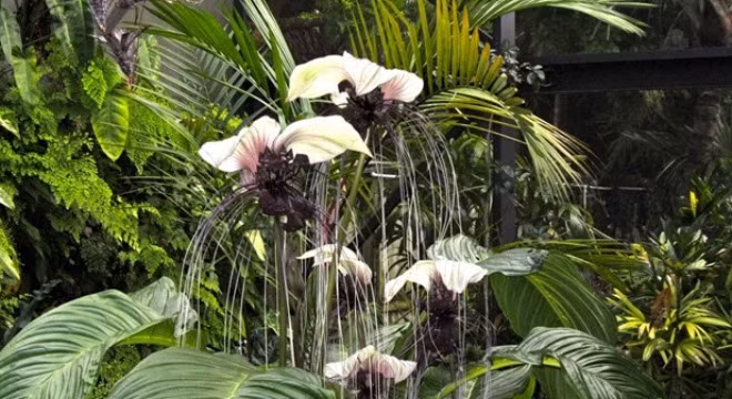 30 loài hoa “dị” nhất hành tinh 