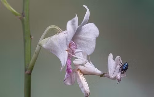 Bọ ngựa phong lan ngụy trang đẹp tuyệt ảnh 1