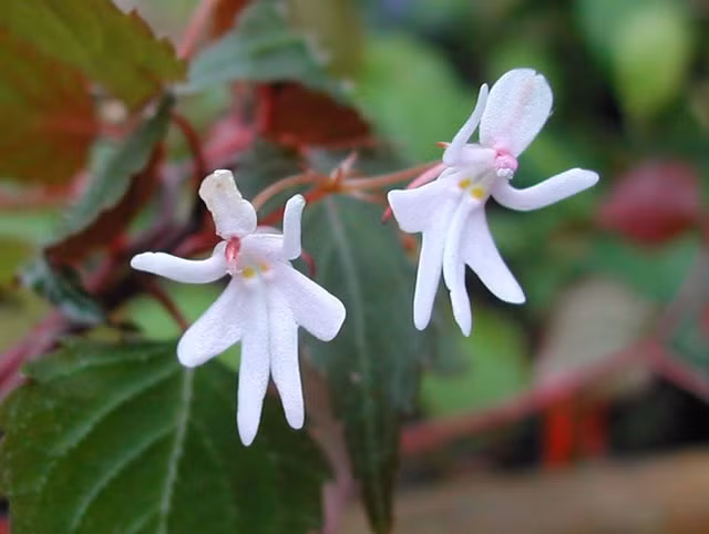 30 loài hoa “dị” nhất hành tinh ảnh 7