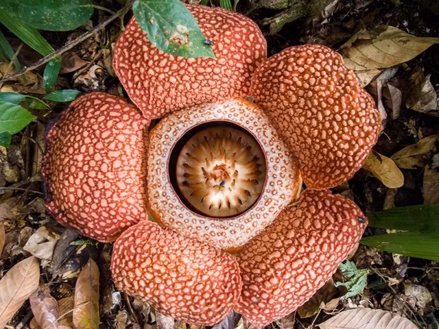 30 loài hoa “dị” nhất hành tinh ảnh 4