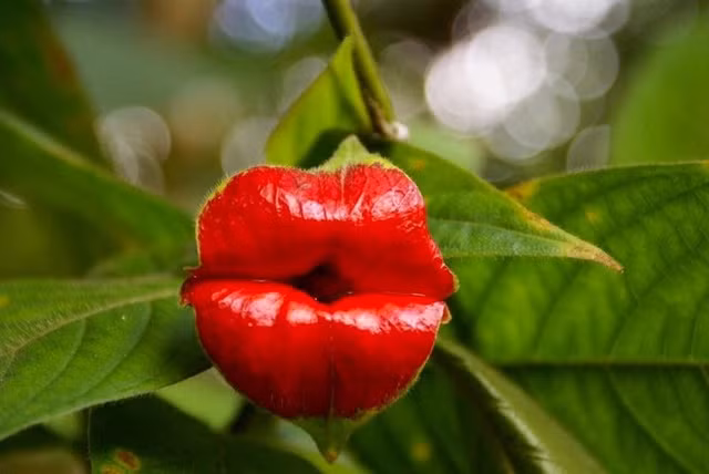 30 loài hoa “dị” nhất hành tinh ảnh 6