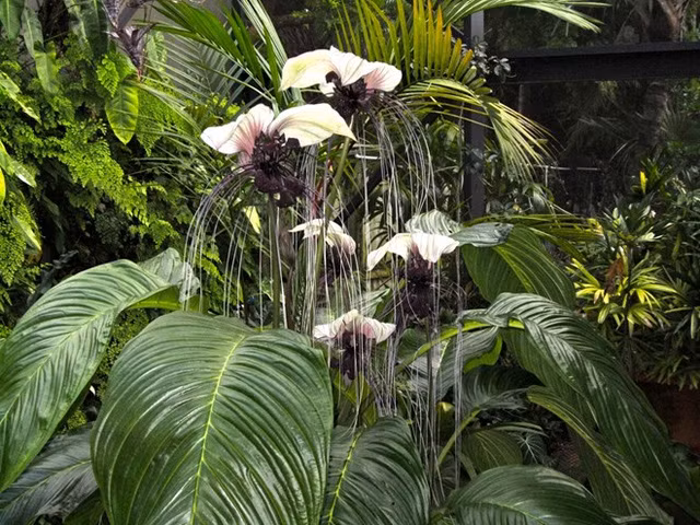 30 loài hoa “dị” nhất hành tinh ảnh 2