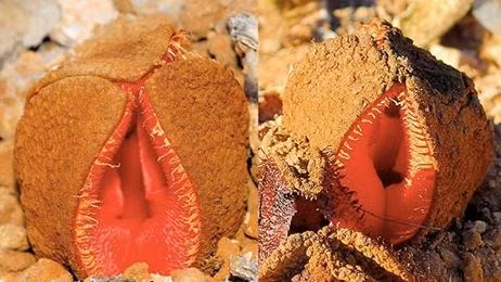 30 loài hoa “dị” nhất hành tinh ảnh 8